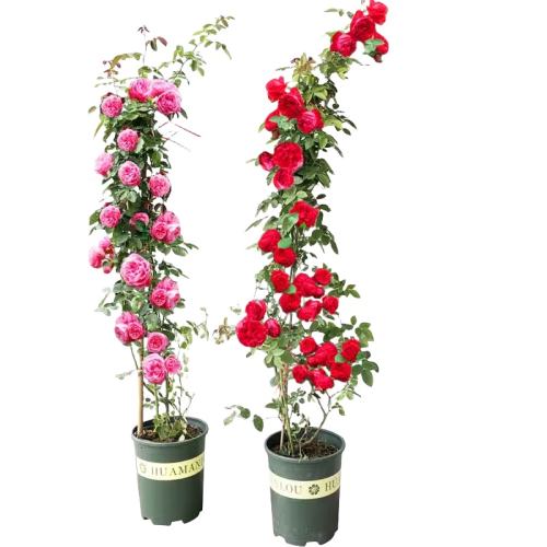 ��1��8ĸϵ���硿Ǿޱ�����ļ�������ͼ���ɫ��ɳ��ʯ1.6-1.8�׸ߡ���Ӫ��Һ+�����¼�������һ�� �������԰棩 ������  48.4Ԫ