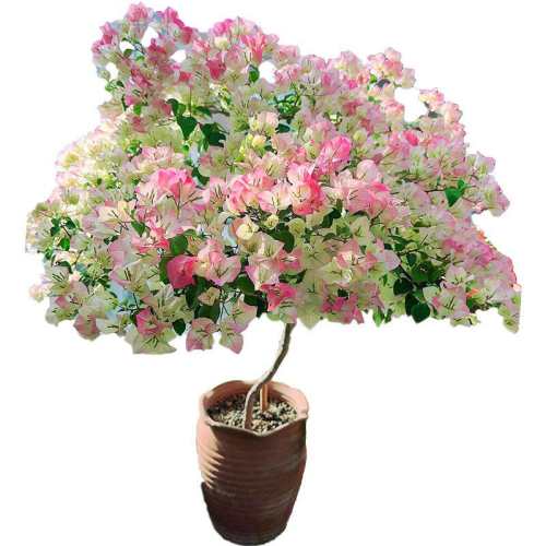 ��ӣ����÷�������ٻ����ļ�����*��ֲ����* ���̷�318S-250g  39.27Ԫ��3��(��13.09Ԫ/������88VIP 95��)