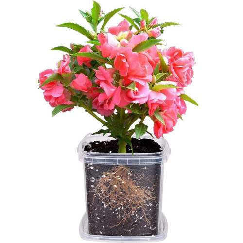 ���ɻ��Ѷ�ͯ��ֲС����3�췢ѿ���ɻ���ɫ200����͸���۲촰��װ)+��ֲ��۲��¼����  10.8Ԫ