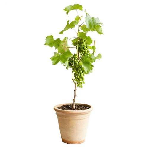 ��������������Խ���������ǿ����ר�÷�-�������л��� 200g 15cm����  10.16Ԫ