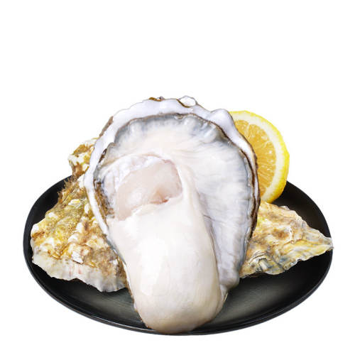 ��˾���л��ʻ���ɽ���2.5��/ֻ*18ֻ��ɫ��Ʒ��ĵ�ú��������� 3XL�� ��ֻ2.5-3���� 99Ԫ