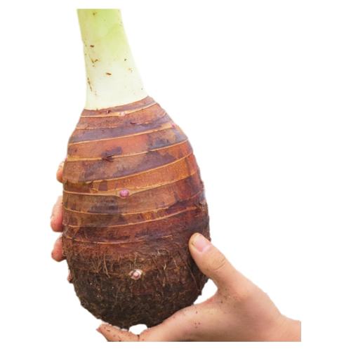 ��������������ͷ�����������ƴ�����ũ��ë�����ũ���ز� 2�� ����ֵװ����ѡ��� ����1-1.6�� 12.53Ԫ