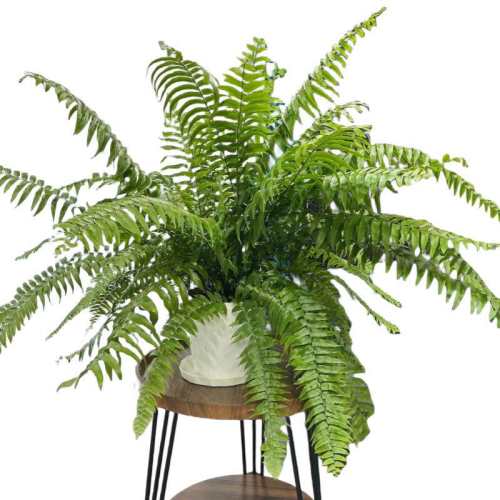 ������С���֡�����ާ����ֲ���ʱ�ػݡ�����ާ�ڷ�20-30����+��Ӫ��Һ��110#ԭ�裩 �����Ժ�  10.9Ԫ