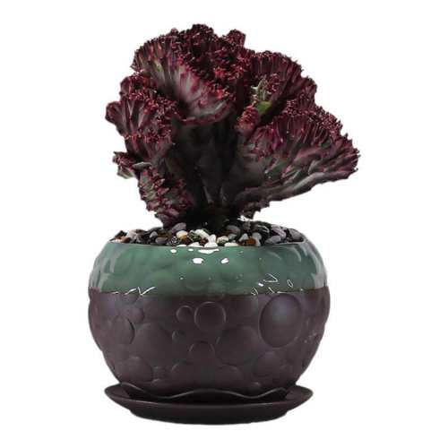 �ۻ��㣺���Ǽ޽ӻƽ���������ƶ���ֲ�С�š������롾���������衿1�� �����Ժ�  40.23Ԫ��3��(��13.41Ԫ/��)