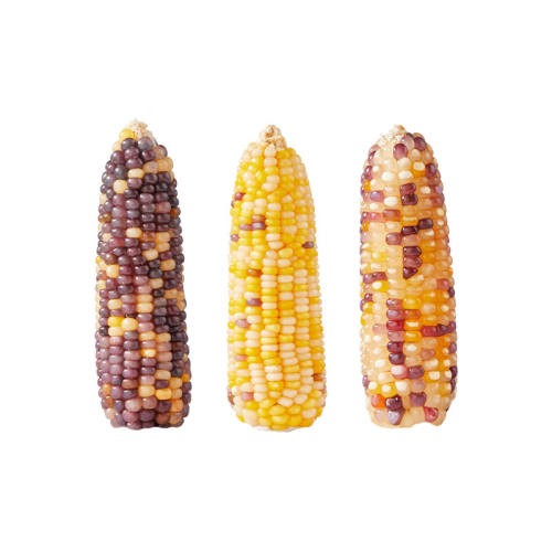 �����ǲ�����ʳ����ĥ������ʳ��˿��ר�����ϻ�֦�������Ʒ���ĥ������1��װ�����Ƽ��������˷ѡ� 