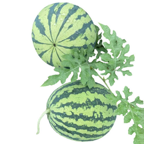 ������ר������Ӫ�����л�����ר���䷽ �������֡�����ר����5��  6.96Ԫ