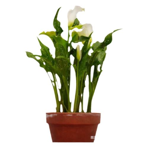 ��ɫ���������������Խ�콢��9cm+ �����ֲӪ����3.5L  38.4Ԫ��4��(��9.6Ԫ/������88VIP 95��)