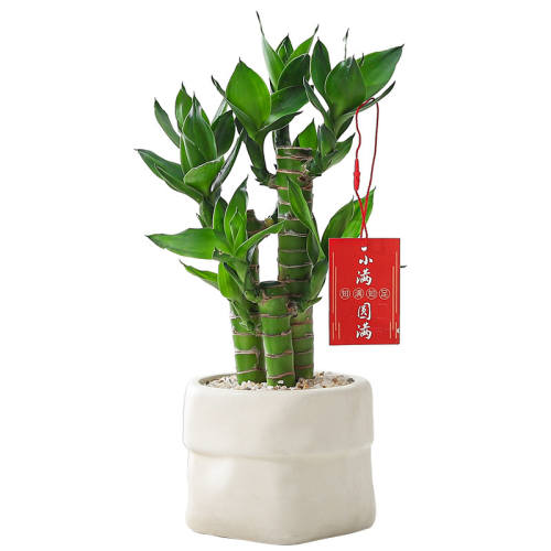 ܷʫ������������ֲ���Թ�������������-������ �����Ժ�  14.8Ԫ