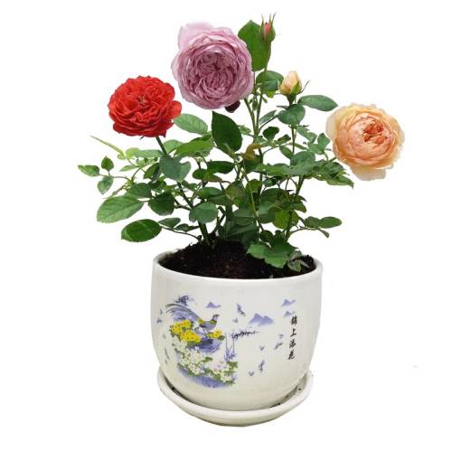 �¼����翪��õ��С��༾���Ի�������ֲ���ٱ�Ǿޱ��ֲ��֭��̨�ɿ������ݡ���ľ��С���10-25���� ������������  1.78Ԫ