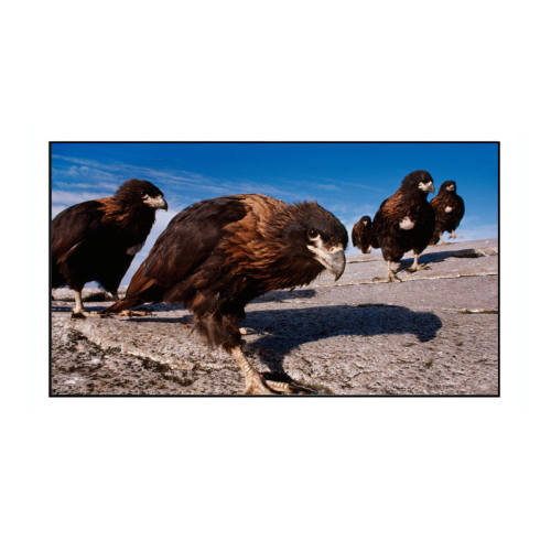 �̽����������������̽�����Ļ���������ʳ��̽�/����10K����װ 52��խ�߿�10K����Ļ��  1434.99Ԫ��3��(��478.33Ԫ/��)