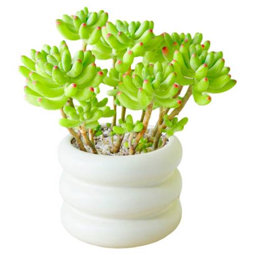 ����������������׺���⾻��������֮��+��ɫ��ܽ���� �����Ժ�  26.8Ԫ