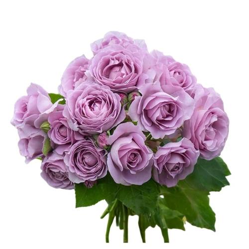 �ڻ��Ứ�����׻�������15cm�� ����  25.2Ԫ