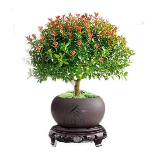 СҶ�����׮���Կ�������������A��СҶ��骣�ԭ���Ժã�  9.9Ԫ