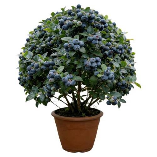 ������������5A����ݮ�ش������ԡ����硿5A����Ʒ-L25 ��30-40cm�������ɻ�����+�ͷ���  25.9Ԫ