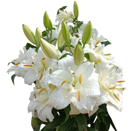 ������62���򡿽��ڰٺϻ����������Ƽ���LA�ٺ� ���ֵ���(12-14)3��  41.05Ԫ��5��(��8.21Ԫ/������88VIP 95��)