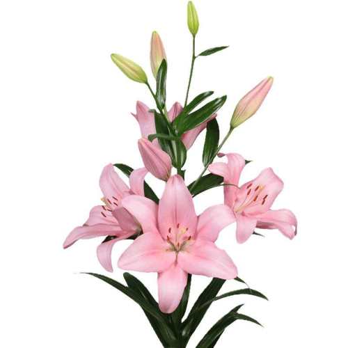 ��Խ���ٺ�������ڶ԰�������������Ƽ� ���ȡ� 3�� LA�ٺ� ���ֵ�����12/14��  41.05Ԫ��5��(��8.21Ԫ/������88VIP 95��)