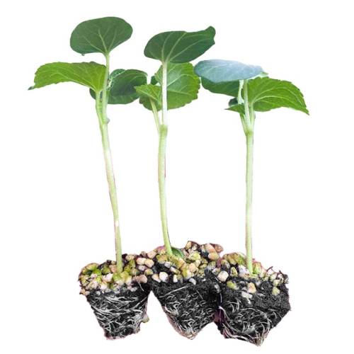 ˮ�������������ɻ��ﶬ�ͺ�������� 6��  5.94Ԫ