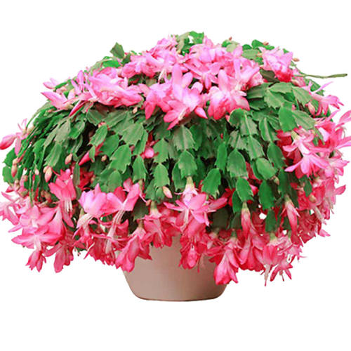 ��Ʒзצ�����������ļ�������ֲ�й���20-30�� ������  53.12Ԫ��4��(��13.28Ԫ/��)