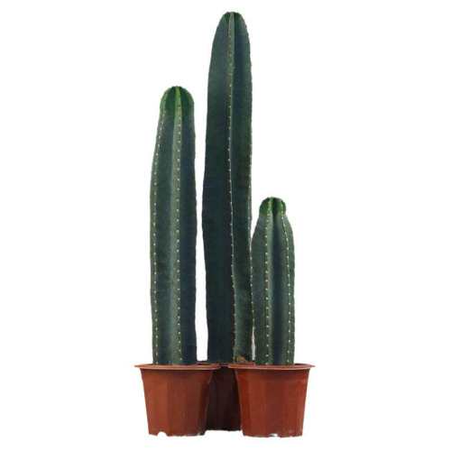 �ۻ��㣺��������������ں���������ֲ��޸�������ߡ�1�á���Լ10cm ������  40.23Ԫ��3��(��13.41Ԫ/��)