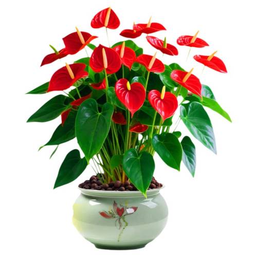 �ش�ź������Դ�����Ҷ�󻨿�����ֲ���ں���ֲ��칫�����滨���ؼ�?����5-8����ԭ�裩+�вƹҼ�+Ӫ��Һ ����  52.2Ԫ��4��(��13.05Ԫ/��)