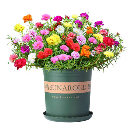 �ذ�̫���������ļ����ֿ������ѡ����ֻ�ɫ���ذ�̫����3������2�����ϡ���2��1��  3.46Ԫ