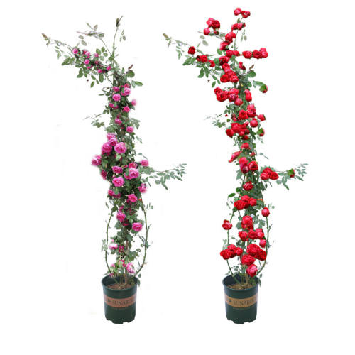 Ǿޱ�¼�����ͥԺ����ֲ��õ���ɫ��ɳ��ʯ������һ���������Ҷ��֦ ������  51.72Ԫ��2��(��25.86Ԫ/��)