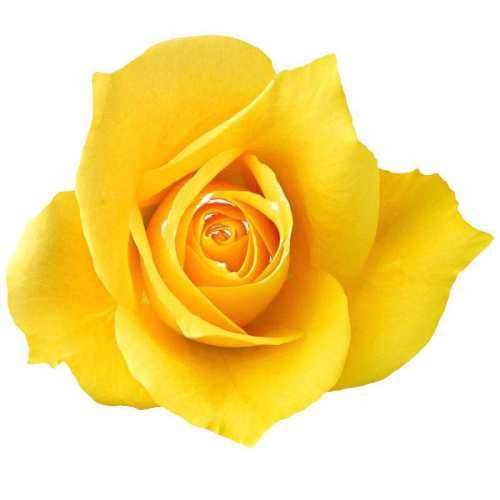 �������ɫõ�廨�������Ժ����������/����30�������Ҹ�2-3���ֲ� ������  107.05Ԫ��5��(��21.41Ԫ/��)