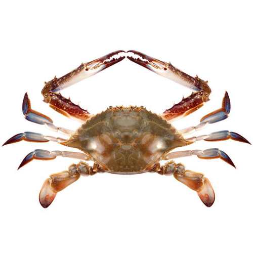 ��ɽ����з�����䶳���� Һ�����зˮ����з��з��з ���ʲ����� 3�� 155.01Ԫ��3��(��51.67Ԫ/��)