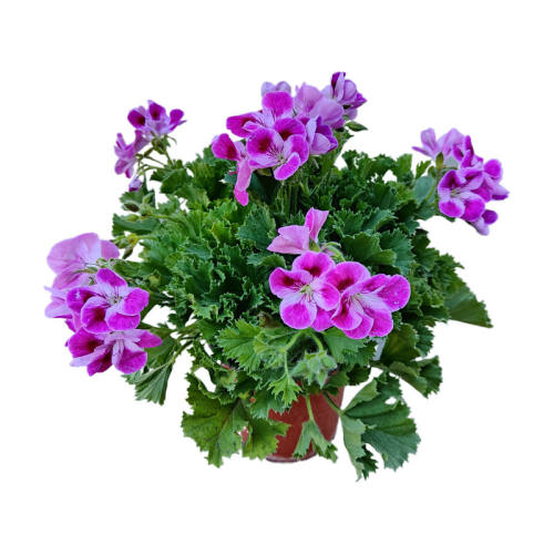 �ذ�������ļ�����������̨���ÿ���ɫ18ֱ�� ������  21.58Ԫ