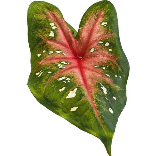 ����Ҷ�����������̨������ֲ2-3cm *��ֲ����* ���̷�318S-250g  14.64Ԫ(��88VIP 95��)