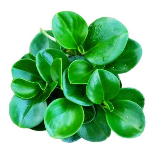 ���������ڿ�����ˮ�����ֲ�ﶹ���̡�ԭ��ԭ���� ����  27.52Ԫ��4��(��6.88Ԫ/��)