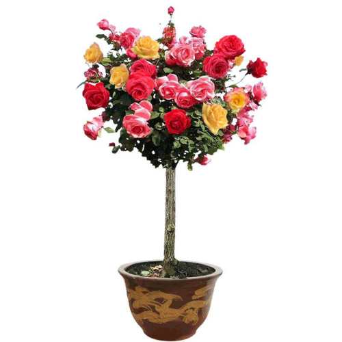 �¼�õ�������ԭ���ɻ��ʸ�������-��ѡ�����ǣ�����1.5���״֣� ������  57.42Ԫ