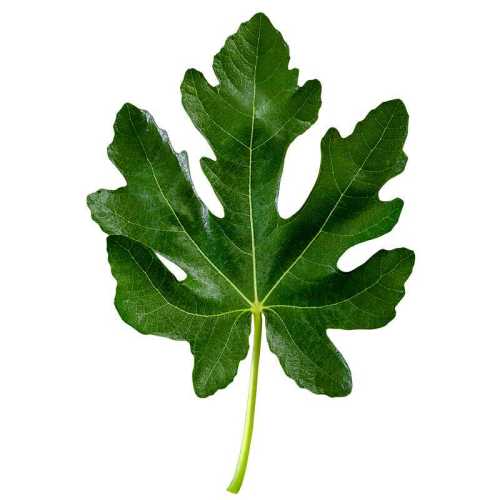 �����޻�����Ҷ��500g����������ժ�ַ��ӱ��������� 500g 20.42Ԫ