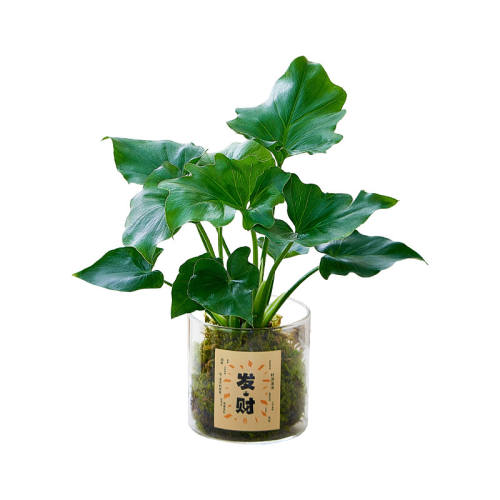 ����ˮ��̦޺��ֲ�����ھ�������̦޺����+8*8����Բ����  27.22Ԫ