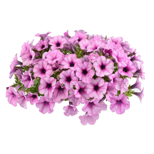 �������������Ⱛǣţ�����ذ������ǣţ����10�����������ӣ�  13.8Ԫ��5��(��2.76Ԫ/��)