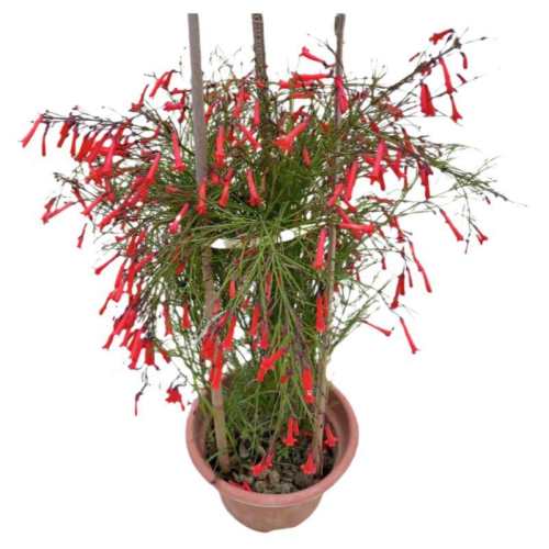 ��̨���Լ�������������ȶ�����15-20CM���꿪��/ԭ�� ������  10.53Ԫ