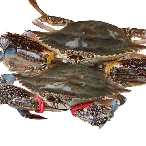 ����з�����ش�зҰ����ɽ���з����ˮ���䶳��з��з��з˳�� 3-5��/ֻ 60.81Ԫ