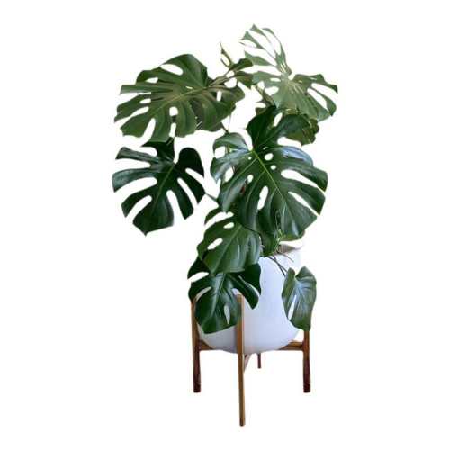 �걳�������ֲ�ͻ����ž���������Ʒ�걳50-60cm+ԭ�� ����  137.02Ԫ