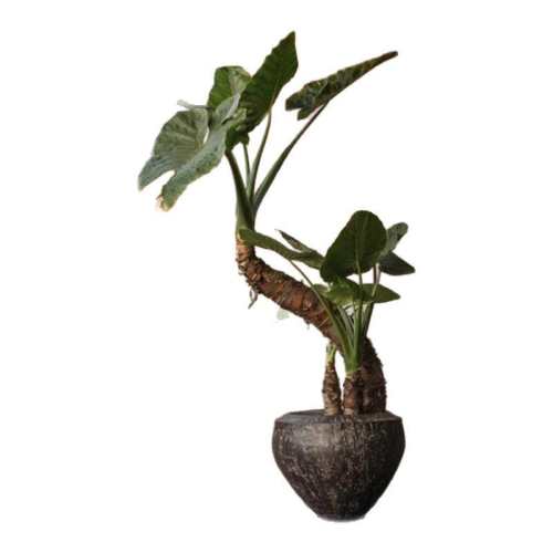 �ļ���ֲ�������¾Ӿ���������Ҷ��ˮ������ֲ��լ��������������1��15-20������2С-���������Ҷ-ÿ�����Ͳ�ͬ ������  12.79Ԫ