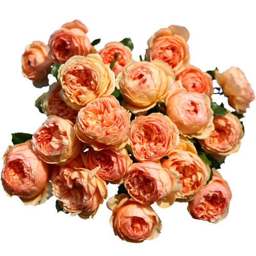 �����¼�/Ǿޱ/õ����ٿɹ�ǿ����ɳ��ʯ 1.2��Ǥ�� �����Ժ�  67.8Ԫ��5��(��13.56Ԫ/��)