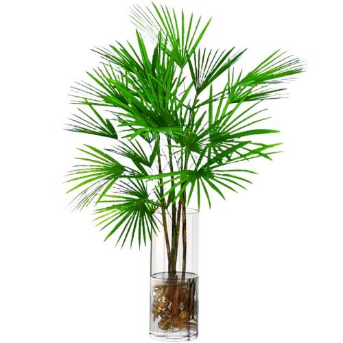 ��ˮ���в���8.8���������ֿ��ɽ����45-55cm1�꣨��Ӫ��Һ��  6.97Ԫ