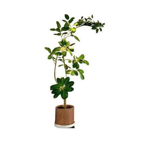 �����Χ���ϼ������������ɭ�֡���Ҷ���¡��ϼ�������1.6-1.8m�ߡ�ԭ�����衿 (ȫ��?������ �����Ժ�  151.39Ԫ