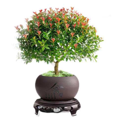 СҶ�����׮���Կ�������������A��СҶ��骣�ԭ���Ժã�  7.24Ԫ