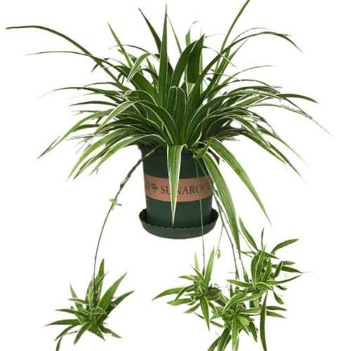 ����ֱ�������ߵ������Դ��ٵ������ߵ�����ԭ�������裩  13.96Ԫ