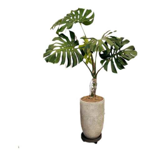 ��׮�걳��������Ժ���������ֲ�ؼ���ׯ�걳80-100cm������ ����  172.26Ԫ