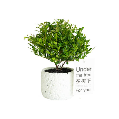 СҶ�������ֲ��������׮����СҶ���+��ɫ�׶�+��ɳ+�����µ���  17.02Ԫ