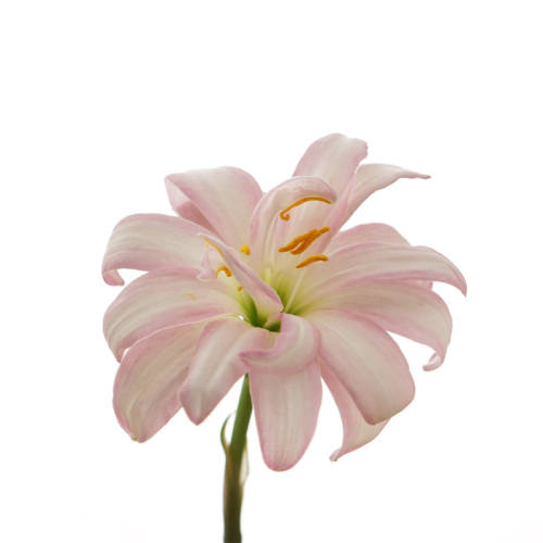 ���Ի�԰���������������ļ�4-5cm ������ 10��  15.7Ԫ��2��(��7.85Ԫ/��)