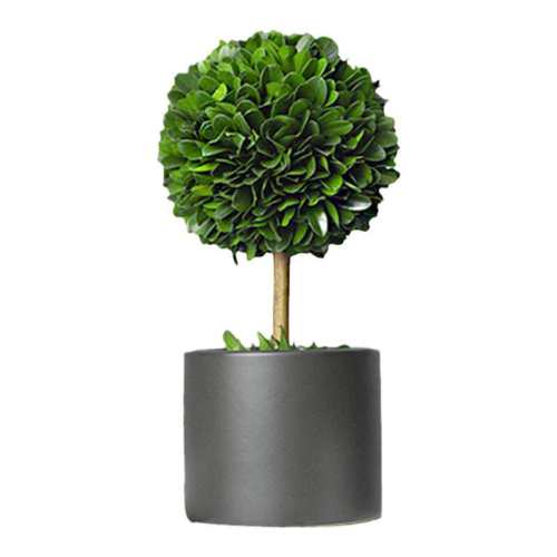 ��������ֲ�����겻��ή15*8CMС�Ű��裨���� �����Ժ�  24.36Ԫ