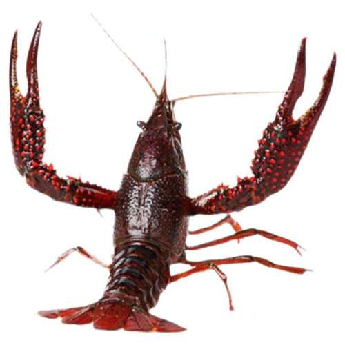 ����Ϻ������С��Ϻ�ʻ�Ǳ����ˮϺ��ˮ�����ش���������Ϻ˳�� 2��-����Ϻ4567Ǯ�����40ֻ�����أ� 69Ԫ