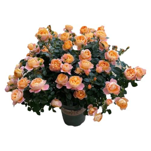 �������ֱ�����֭��̨�������������ڴ�������֭��̨130#��  19.83Ԫ